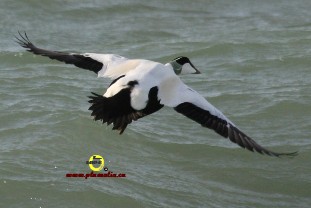 Eider à duvet_Plumalia Eider à duvet_Plumalia